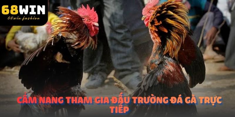 Cẩm nang tham gia đấu trường đá gà trực tiếp C1 đẳng cấp chỉ có riêng tại 68WIN