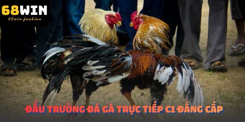 Đấu trường đá gà trực tiếp C1 đẳng cấp hàng đầu tại thương hiệu 68WIN