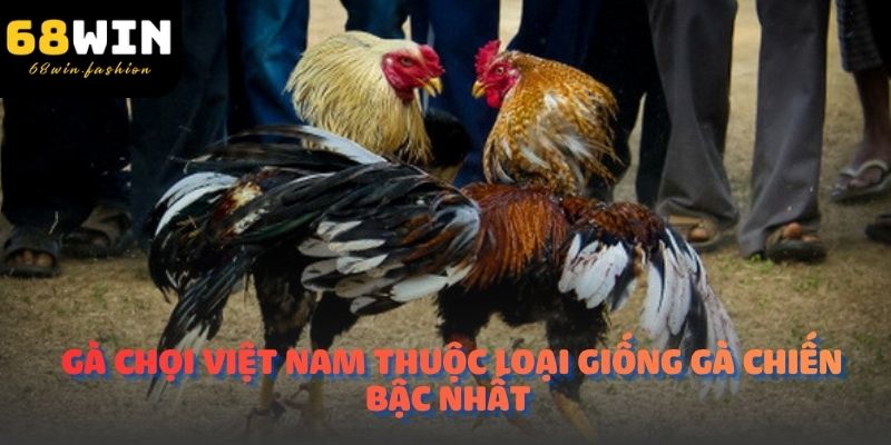 Gà chọi Việt Nam thuộc loại giống gà chiến bậc nhất 