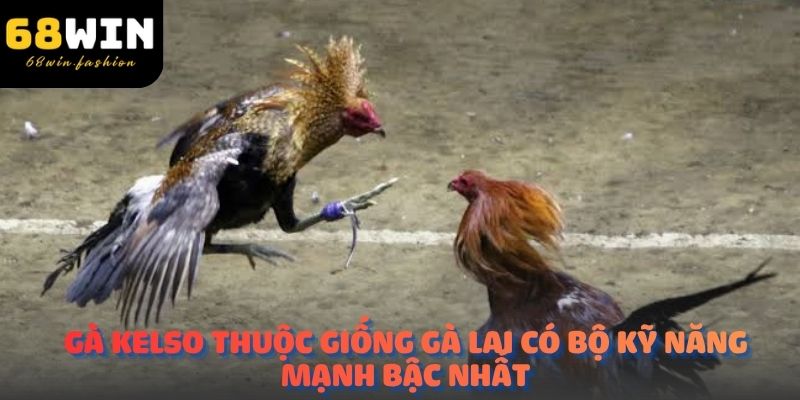 Gà Kelso thuộc giống gà lai có bộ kỹ năng mạnh bậc nhất