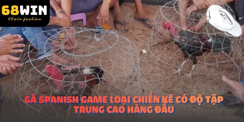 Gà Spanish Game loại chiến kê có độ tập trung cao hàng đầu