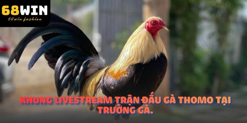 Khung livestream trận đấu gà thomo tại trường gà.