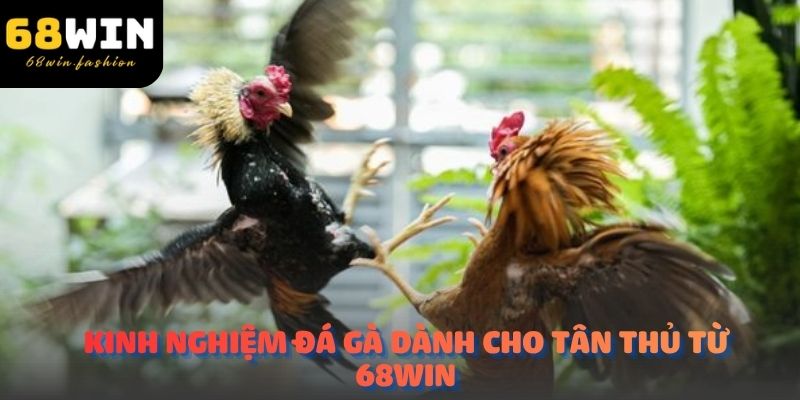 Kinh nghiệm đá gà dành cho tân thủ từ 68WIN
