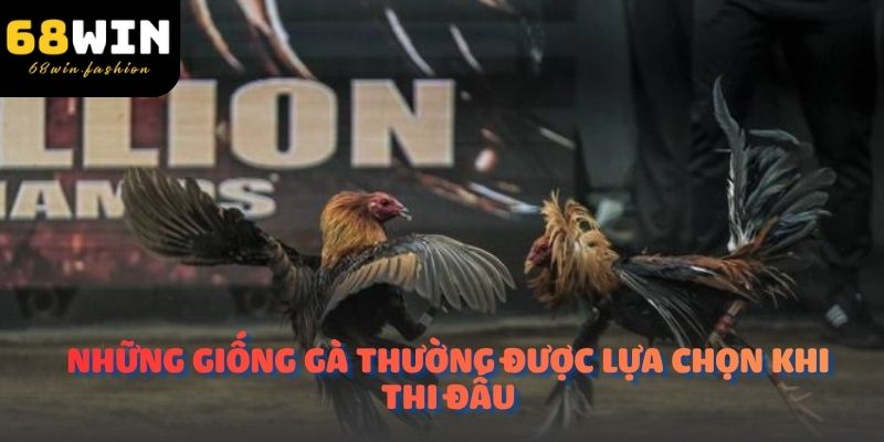 Những giống gà thường được lựa chọn khi thi đấu