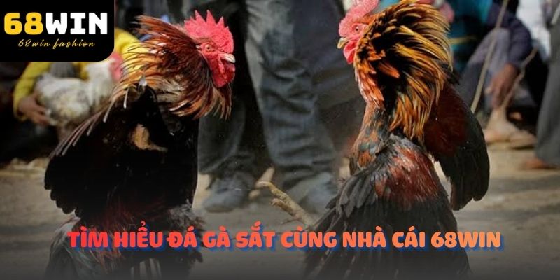 Tìm hiểu đá gà sắt cùng nhà cái 68WIN