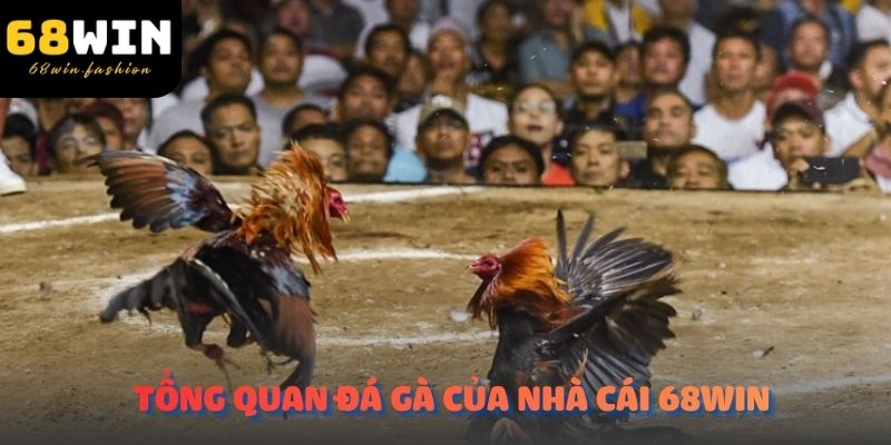Tổng quan đá gà của nhà cái 68Win