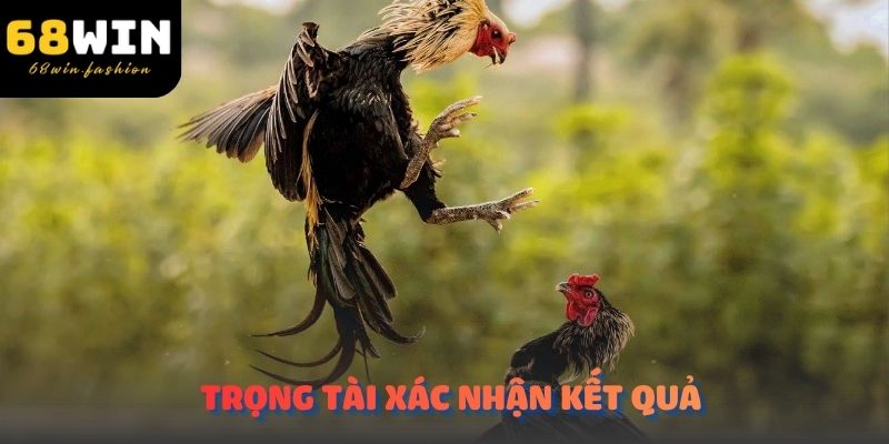 Trọng tài xác nhận kết quả sau khi trận đấu đá gà thomo kết thúc.